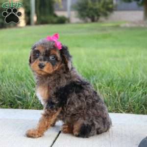 Mystic, Miniature Poodle Puppy