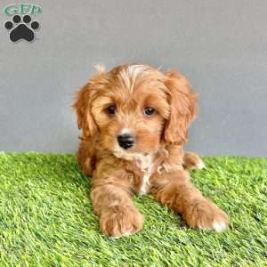 Teddy, Cavapoo Puppy