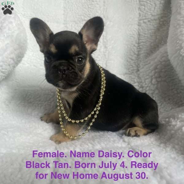 Daisy, French Bulldog Puppy
