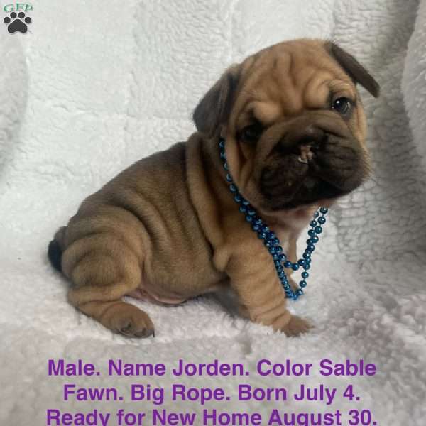Jorden, French Bulldog Puppy