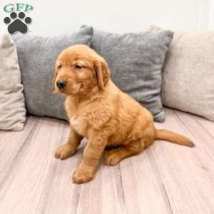 Chester, Golden Retriever Puppy