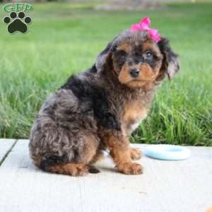 Mystic, Miniature Poodle Puppy