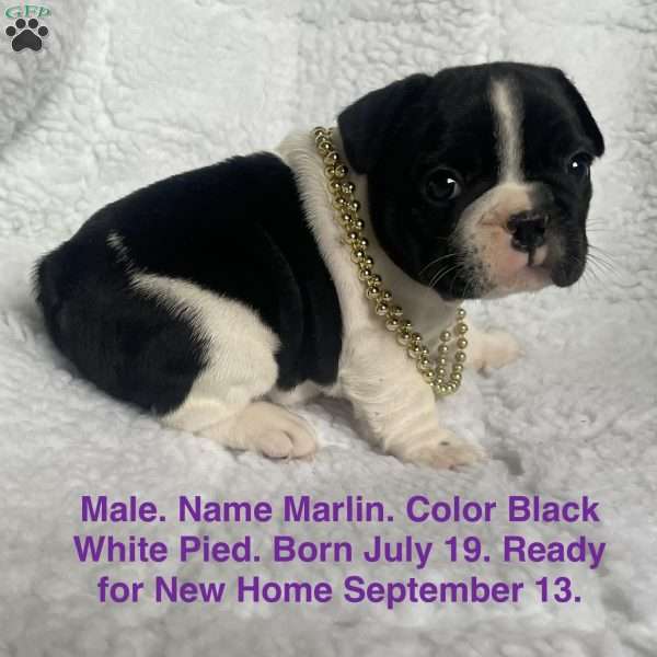 Marlin, French Bulldog Puppy