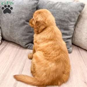 Chester, Golden Retriever Puppy