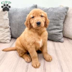 Chester, Golden Retriever Puppy