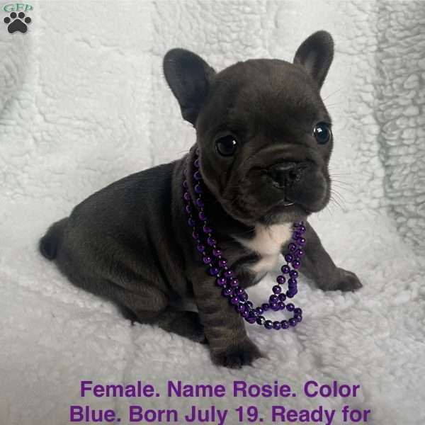 Rosie, French Bulldog Puppy