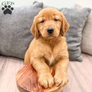 Chester, Golden Retriever Puppy