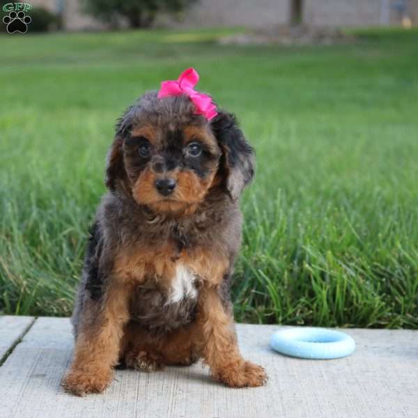 Mystic, Miniature Poodle Puppy