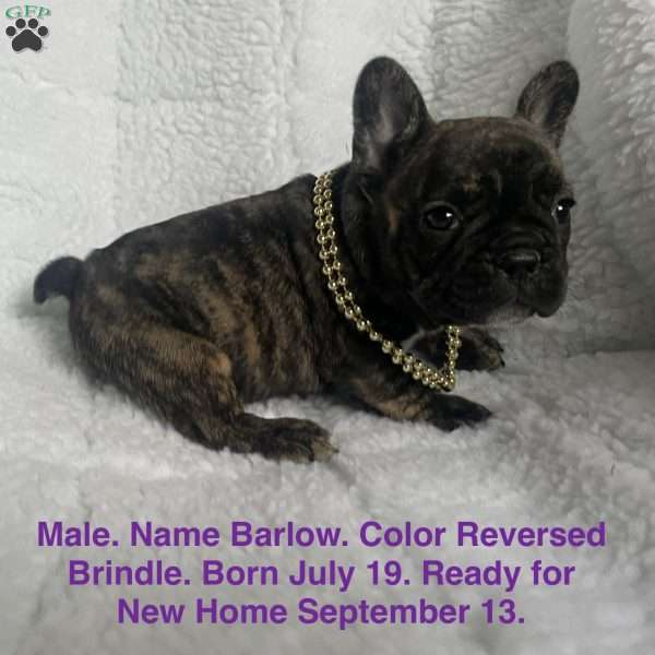 Barlow, French Bulldog Puppy