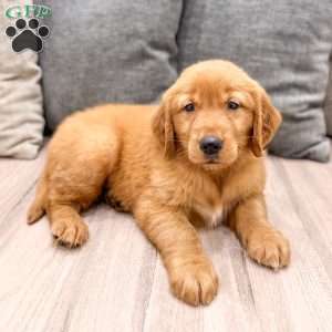 Chester, Golden Retriever Puppy