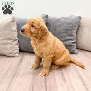 Champ, Golden Retriever Puppy