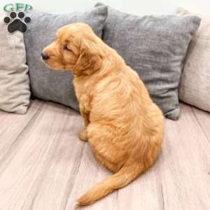 Champ, Golden Retriever Puppy