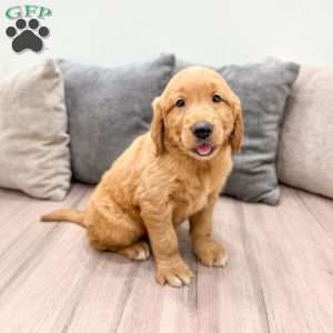 Champ, Golden Retriever Puppy