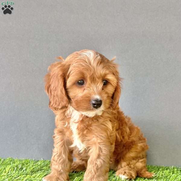 Teddy, Cavapoo Puppy