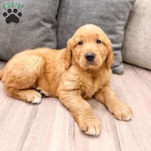 Champ, Golden Retriever Puppy