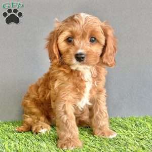 Teddy, Cavapoo Puppy