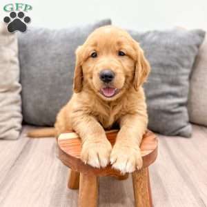 Champ, Golden Retriever Puppy