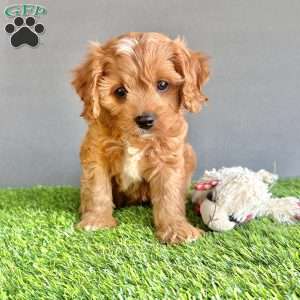 Cooper, Cavapoo Puppy