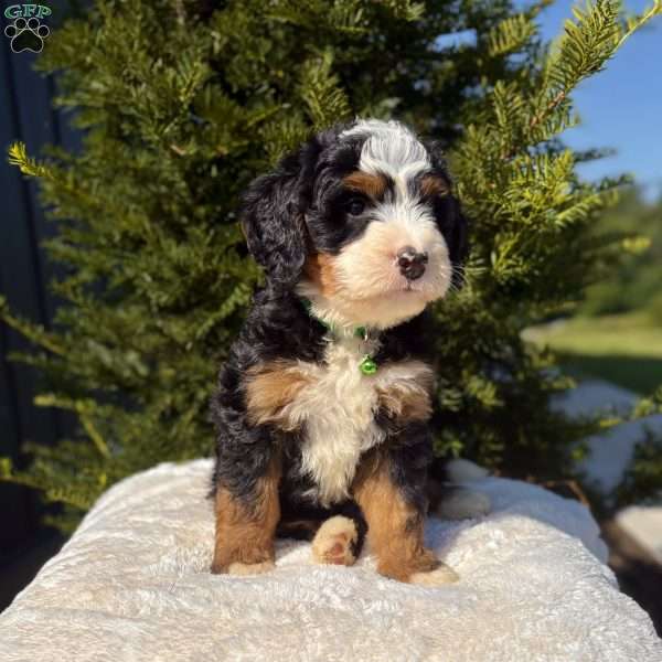 Bella, Mini Bernedoodle Puppy