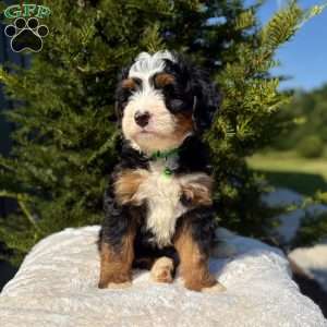 Bella, Mini Bernedoodle Puppy