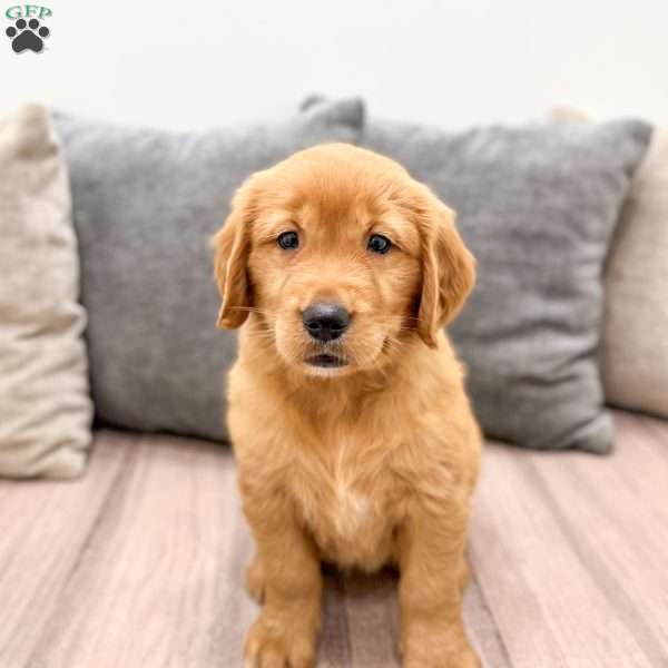 Cindy, Golden Retriever Puppy