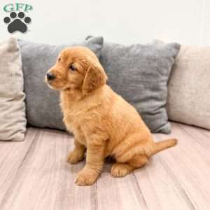 Cindy, Golden Retriever Puppy