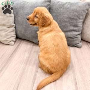 Cindy, Golden Retriever Puppy