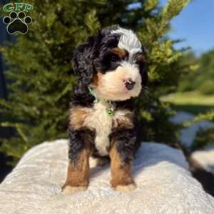 Bella, Mini Bernedoodle Puppy