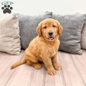 Cindy, Golden Retriever Puppy