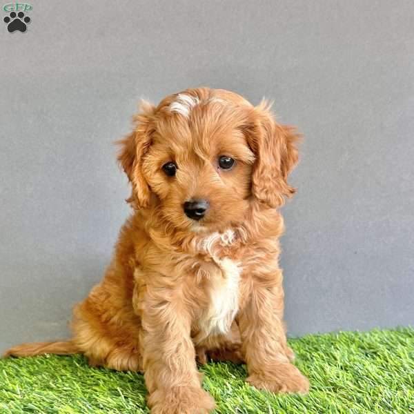 Cooper, Cavapoo Puppy