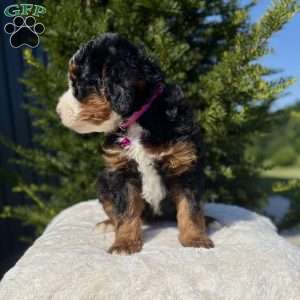 Abby, Mini Bernedoodle Puppy