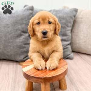 Cindy, Golden Retriever Puppy