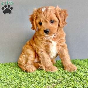 Cooper, Cavapoo Puppy