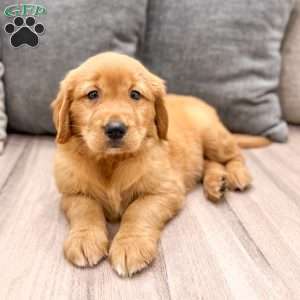 Cindy, Golden Retriever Puppy