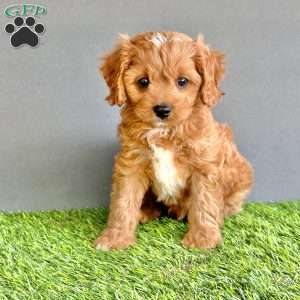 Cooper, Cavapoo Puppy