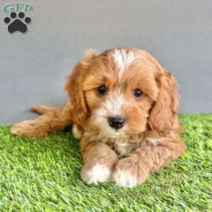 Toby, Cavapoo Puppy
