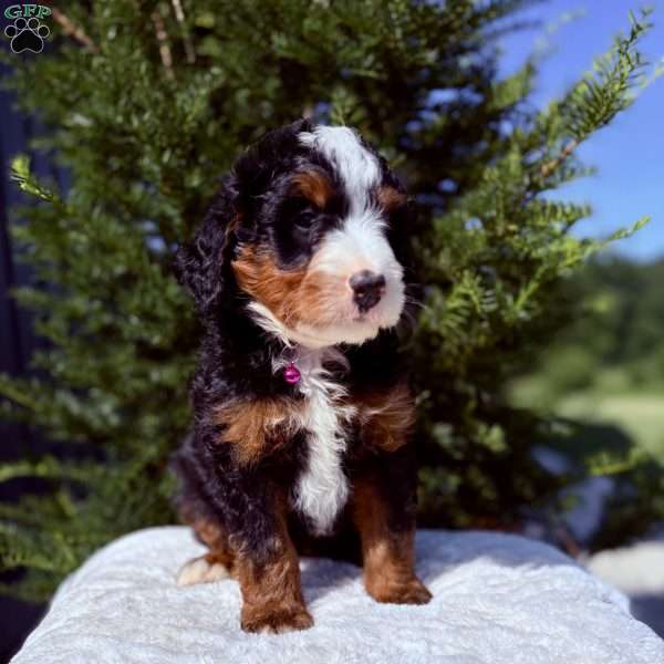 Abby, Mini Bernedoodle Puppy