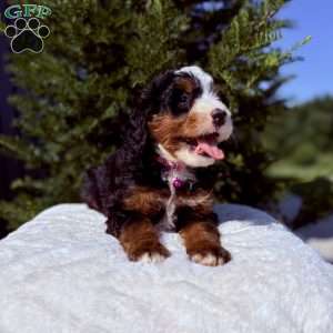 Abby, Mini Bernedoodle Puppy