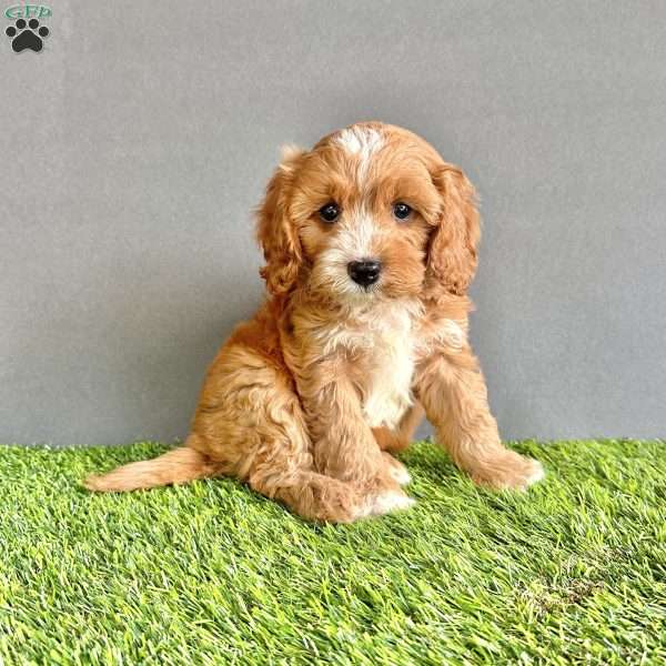Toby, Cavapoo Puppy