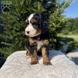 Stella, Mini Bernedoodle Puppy