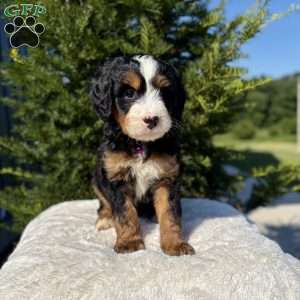 Stella, Mini Bernedoodle Puppy