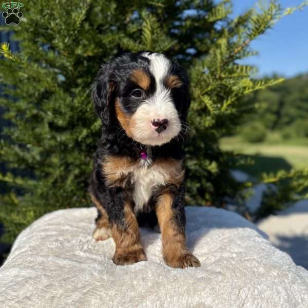 Stella, Mini Bernedoodle Puppy