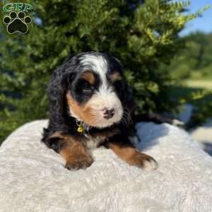 Lily, Mini Bernedoodle Puppy