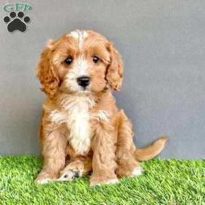 Toby, Cavapoo Puppy