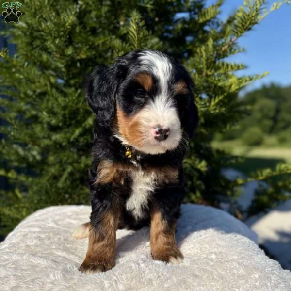 Lily, Mini Bernedoodle Puppy