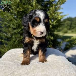 Lily, Mini Bernedoodle Puppy