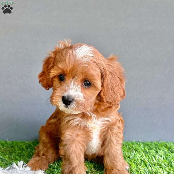 Willow, Cavapoo Puppy