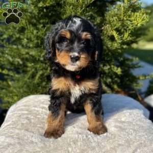 Mia, Mini Bernedoodle Puppy