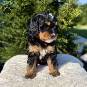Mia, Mini Bernedoodle Puppy