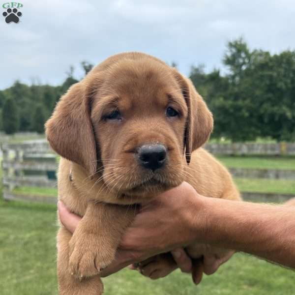 Denver, Fox Red Labrador Retriever Puppy